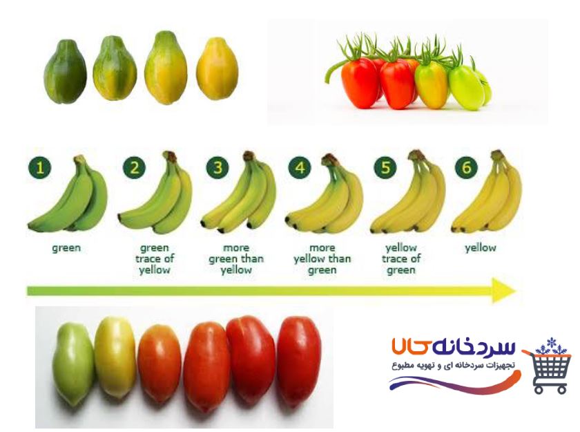 سبز زدایی میوه ها